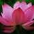 Sara Evans's profile image