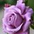 Allankaren Bryant's profile image