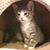 Rachit A.'s profile image