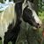 Cindy Pruitt's profile image