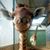 Jean LaRocque's profile image