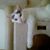 Lucia Cordon's profile image