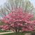 Rebecca Elder Hinshaw's profile image