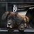 Suzi McGee's profile image