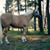 Susie Frady Markland's profile image
