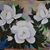 Janie Hubbell's profile image