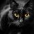 Ray Ballinger's profile image