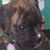 Corrinne Heartley's profile image