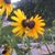 Billie Rose Milby's profile image