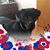 Corinne Gypsy Rossman Zimmerman-Blood's profile image
