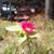 Hannah Ruth Kirchner's profile image