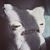 Cal Robert's profile image