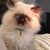 Shannon Hartman's profile image