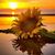 Wanda Pinson's profile image