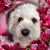 Dani Young's profile image