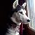 Lois Debozy's profile image