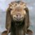 Alison Hiltabidle's profile image