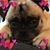 Sharon Gross's profile image