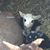 Angie Baranski Hopkins's profile image