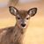 Victoria Mannina's profile image