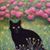 Jeanne Brady Schreib's profile image