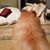 Shelley Boren's profile image