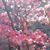 Mary Jo Comer Parrott's profile image