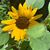 Lina Schiess-Garibay's profile image
