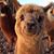 Ann Lafferty Heatherly's profile image