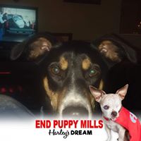 John Golden's profile image