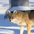 Tom Lally's profile image