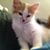 Heather Isaacs's profile image