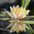 Sue Luce's profile image