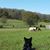 Kim Dowis's profile image