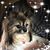 Marlene Kaiser Berberich's profile image