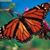 CeCe Wolf's profile image
