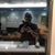 Daren Lewis's profile image