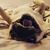 Ron Leveille's profile image