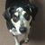 Shannon Brasuel Dornbush's profile image