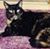 Cindy Bennett's profile image