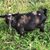 Donia Mericle Anderson's profile image