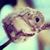 Avva Downey's profile image