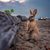 Dee Hanson Rodewald's profile image