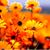 Anjum Smith's profile image