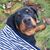 Robert Crosier's profile image