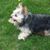 Terri Aiken's profile image