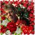 Donna Kliethermes's profile image
