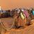 Susan Mills-Gabler's profile image