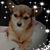 Missy Borelli Bautista's profile image