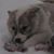 Alice Enska Hermia Hansen's profile image